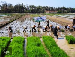 Bati Tuud Koramil Galur Hadiri Tanam Padi Perdana di Bulak Sawah Pulo Brosot